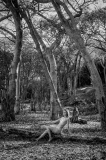Z6P_0854-2